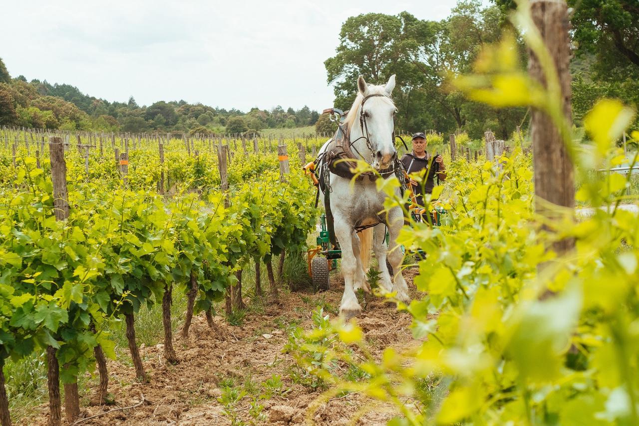 Domaine Calmel & Joseph Villa Montirat  Exterior photo